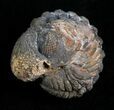 Enrolled Barrandeops (Phacops) Trilobite from Morocco #5083-1